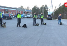 Photo shoot for innsamling til Norske Redningshunder